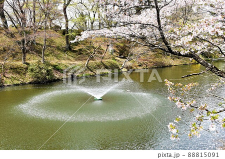 棚倉城跡の桜 棚倉城跡の桜 88815091