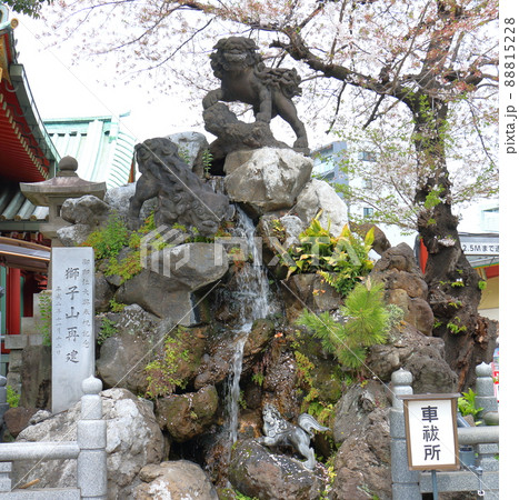 神田神社の境内にある獅子山 に乗る石獅子と桜　名工石切藤兵衛　東京都千代田区外神田 88815228