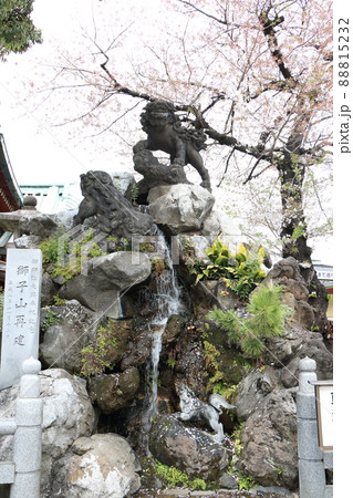 神田神社の境内にある獅子山 に乗る石獅子と桜 名工石切藤兵衛 東京都千代田区外神田 神田神社の境内にある獅子山 に乗る石獅子と桜 名工石切藤兵衛 東京都千代田区外神田 88815232
