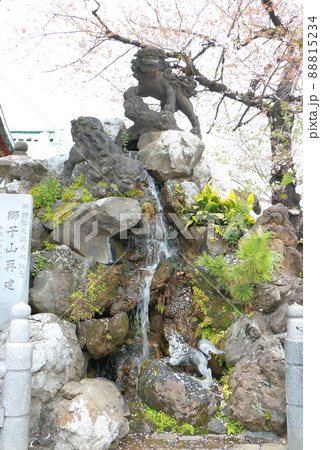 神田神社の境内にある獅子山 に乗る石獅子と桜 名工石切藤兵衛 東京都千代田区外神田 神田神社の境内にある獅子山 に乗る石獅子と桜 名工石切藤兵衛 東京都千代田区外神田 88815234