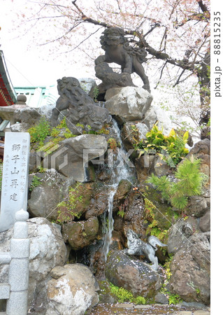 神田神社の境内にある獅子山 に乗る石獅子と桜　名工石切藤兵衛　東京都千代田区外神田 88815235