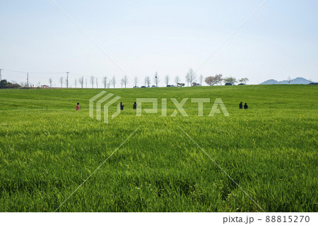 風景 青麦畑 高敞郡 88815270