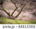 満開に咲く梅林の木陰 88815368