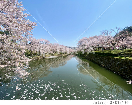 鳥取市鹿野町鹿野城跡公園の桜 88815536
