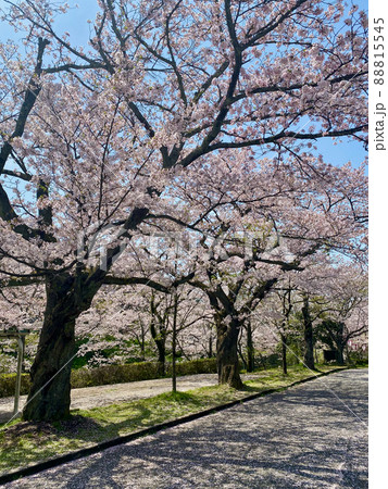 鳥取市鹿野町鹿野城跡公園の桜 88815545