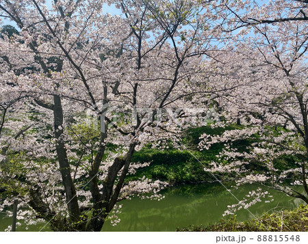 鳥取市鹿野町鹿野城跡公園の桜 鳥取市鹿野町鹿野城跡公園の桜 88815548