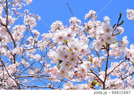 桜、サクラ、さくら 桜、サクラ、さくら 88815887