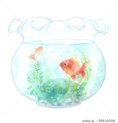 金魚鉢の中で涼しげに泳ぐ2匹の金魚 水彩イラスト素材のイラスト素材