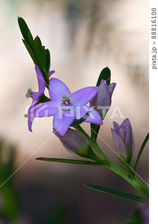 Close up of the star shaped pink flowers of the Australian native Crowea saligna, family Rutaceae, in Sydney forest, NSW. Autumn to winter flowering. 88816100