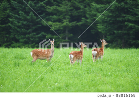 森で出会ったエゾシカの群れ（北海道） 88816169
