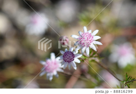 Delicate rare Australian native Pink Flannel Flower, Actinotus forsythii, family Apiaceae. Endemic to the damp areas in open forest and heath in Blue Mountains, NSW. Germinates following bushfire 88816299