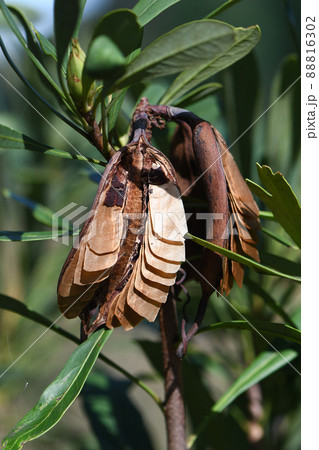 Seed pod and seeds of the Australian native Waratah, Telopea speciosissima, family Proteaceae. Seeds have wings for wind dispersal. Seed pod and seeds of the Australian native Waratah, Telopea speciosissima, family Proteaceae. Seeds have wings for wind dispersal. 88816302