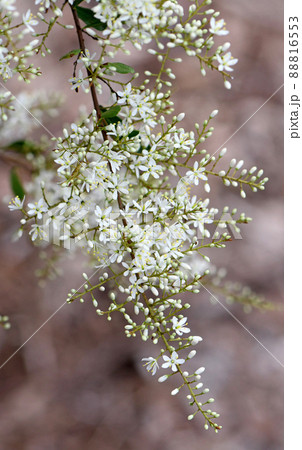 Delicate fragrant, white flowers of the Australian native Blackthorn, Bursaria spinosa, family Pittosporaceae. Endemic to east and southeast Australia. Also known as Sweet Bursaria or Castanet Bush Delicate fragrant, white flowers of the Australian native Blackthorn, Bursaria spinosa, family Pittosporaceae. Endemic to east and southeast Australia. Also known as Sweet Bursaria or Castanet Bush 88816553