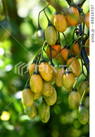 Orange, yellow and green fruits of the Australian native shrub, the Kangaroo Apple, Solanum laciniatum, family Solanaceae. Also called the Bush Tomato. Endemic to temperate regions of SE Australia Orange, yellow and green fruits of the Australian native shrub, the Kangaroo Apple, Solanum laciniatum, family Solanaceae. Also called the Bush Tomato. Endemic to temperate regions of SE Australia 88816597