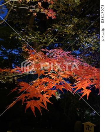 鎌倉の紅葉のライトアップ 鎌倉の紅葉のライトアップ 88817073