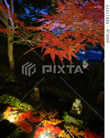鎌倉の紅葉のライトアップ 鎌倉の紅葉のライトアップ 88817074