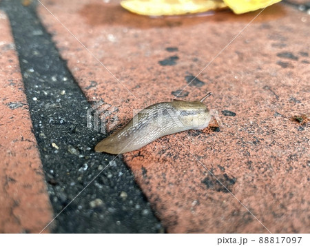 ナメクジ 88817097