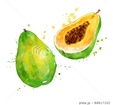 Watercolor vector illustration of papaya 88817102