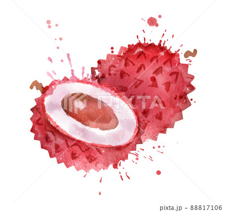 Watercolor vector illustration of litchi Watercolor vector illustration of litchi 88817106