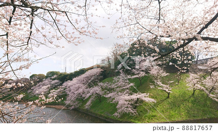 皇居のお堀周りの桜の花・ソメイヨシノ 皇居のお堀周りの桜の花・ソメイヨシノ 88817657