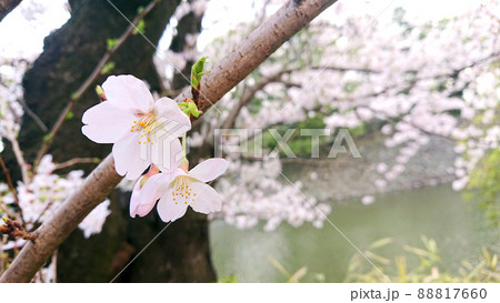 皇居のお堀周りの桜の花・ソメイヨシノ 88817660