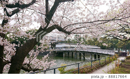 皇居のお堀周りの桜の花・ソメイヨシノ 皇居のお堀周りの桜の花・ソメイヨシノ 88817664