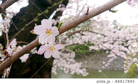 皇居のお堀周りの桜の花・ソメイヨシノ 皇居のお堀周りの桜の花・ソメイヨシノ 88817893