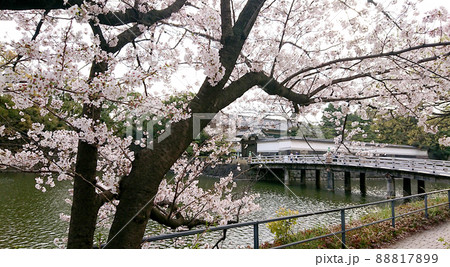 皇居のお堀周りの桜の花・ソメイヨシノ 皇居のお堀周りの桜の花・ソメイヨシノ 88817899