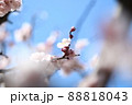 桜と青空 88818043