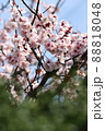 3月に咲く梅の花 88818048