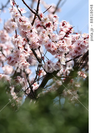 3月に咲く梅の花の写真素材 [88818048] - PIXTA