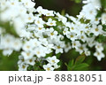 春の雪柳 88818051