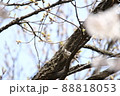 コゲラもお花見 88818053