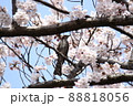 ヒヨドリのお花見 88818056