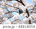 ヒヨドリのお花見 88818058