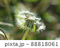 たんぽぽ綿毛 88818061