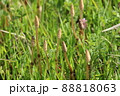 つくしがたくさん！ 88818063