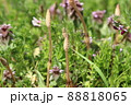春と言えばつくし！ 88818065