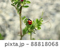 春のナナホシテントウ 88818068