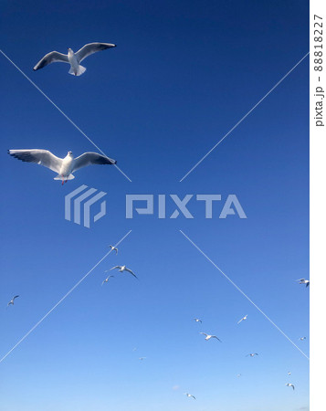 flock of white seagull birds flying in beautiful blue sky with copy space flock of white seagull birds flying in beautiful blue sky with copy space 88818227