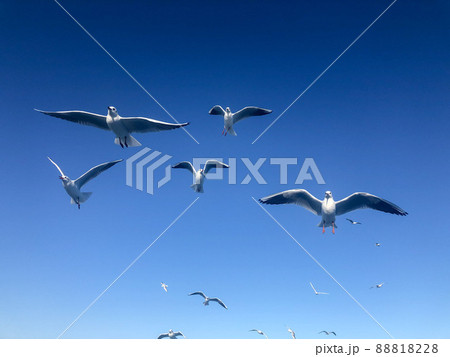 flock of white seagull birds flying in beautiful blue sky with copy space flock of white seagull birds flying in beautiful blue sky with copy space 88818228