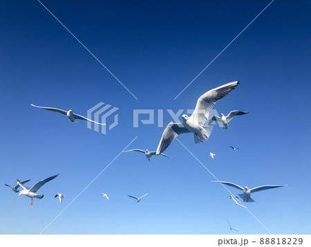 flock of white seagull birds flying in beautiful blue sky with copy space flock of white seagull birds flying in beautiful blue sky with copy space 88818229