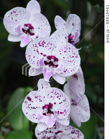 美しい紫の斑点のある胡蝶蘭 88818481