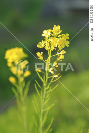 菜の花畑 菜の花畑 88819106