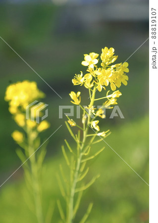 菜の花畑 菜の花畑 88819107
