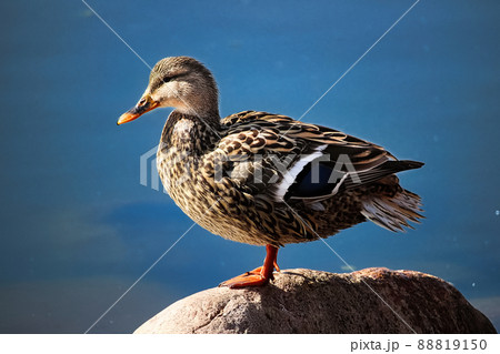 A female mallad stands on a bolder with a water background 88819150