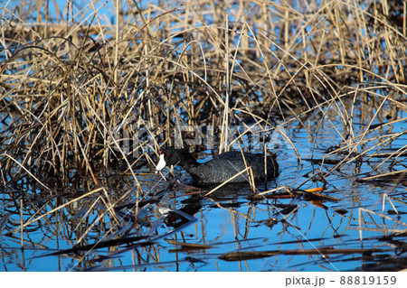 An American Coot swimming amongst dry cattails 88819159