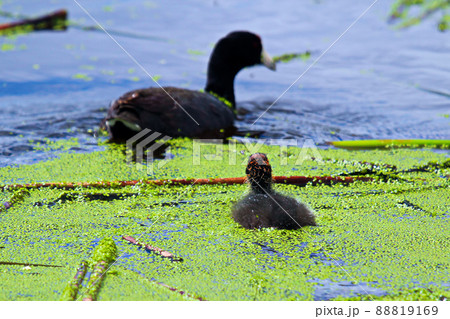 An American Coot and chick swimming in water covered in duck weed 88819169