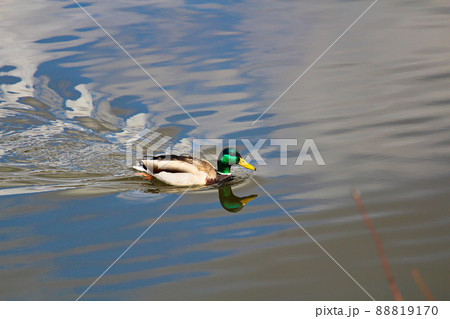 A male mallard with its reflection swims in water 88819170