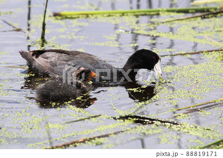 An American Coot and chick eating duck weed An American Coot and chick eating duck weed 88819171